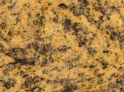 Gold Tiger